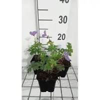 GRDplanten 6 x Geranio himal. 'Baby Blue' - Storchenschnabel - Topf 9 x 9 cm