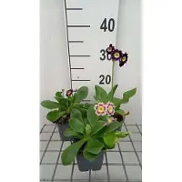 GRDplanten 6 x Primula auricula ( lutea) - primula a palla - vaso 9 x 9 cm