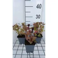 GRDplanten 6 x Nepeta subs. 'Sweet Dreams' - Erba gatta - vaso 9 x 9 cm