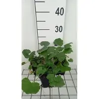 GRDplanten 6 x Malva alcea 'Fastigiata' - Malva - vaso 9 x 9 cm