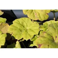GRDplanten 6 x Astilboides tabularis (rodgersia tabularis) - Astilboides - Vaso 9 x 9 cm