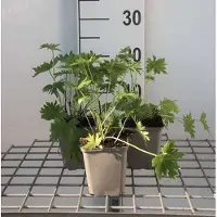 GRDplanten 6 x Delphinium (b) 'Casa Blanca' - Delphinium - Vaso 9 x 9 cm
