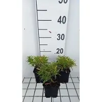 GRDplanten 6 x Iberis semp. 'Fischbeck' - Fiore a nastro - vaso 9 x 9 cm