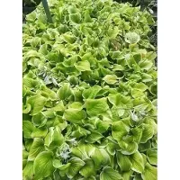 GRDplanten 6 x Hosta hybr. 'Fragrant Bouquet' - Hosta - vaso 9 x 9 cm x 9 cm