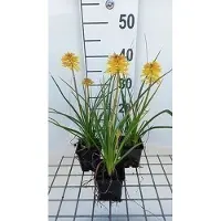 GRDplanten 6 x Kniphofia hybr. 'Banana Popsicle' - Giglio torcia - vaso 9 x 9 cm