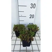 GRDplanten 6 x Sedum sexangulare - Foglia grassa - vaso 9 x 9 cm