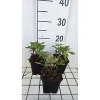 GRDplanten 6 x Salvia sylv. 'Balsalarv' ('blue marvel') - Muschio stellato - vaso 9 x 9 cm