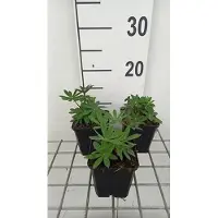 GRDplanten 6 x Lupinus hybr. 'The Governor' ('kastellan') - Lupino - vaso 9 x 9 cm