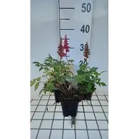 GRDplanten 6 x Astilbe (a) 'Etna' - magnifica spirea - vaso 9 x 9 cm