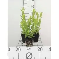 GRDplanten 6 x Lythrum sal. 'Robert' - Loosestrife - vaso 9 x 9 cm