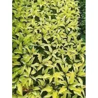 GRDplanten 6 x Hosta hybr. 'Fire Island' - Hosta - vaso 9 x 9 cm