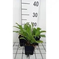 GRDplanten 6 x Leucanthemum (s) 'Alaska' - Marguerite - vaso 9 x 9 cm