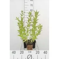 GRDplanten 6 x Nepeta sibirica - Erba gatta - Vaso 9 x 9 cm
