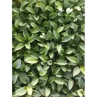 GRDplanten 6 x Hosta hybr. 'Love Pat' - Hosta - vaso 9 x 9 cm