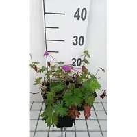 GRDplanten 6 x Geranium hybr. 'Tiny Monster' - Cranesbill - vaso 9 x 9 cm