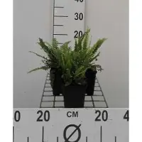 GRDplanten 6 x Blechnum spicant - Felce a coste Spicant - Vaso 9 x 9 cm