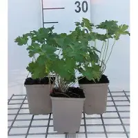 GRDplanten 6 x Geranium magnificum - Cranesbill - Vaso 9 x 9 cm