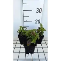 GRDplanten 6 x Chelonopsis moschata - Ortica tubolare - vaso 9 x 9 cm