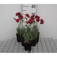 GRDplanten 6 x Dianthus (p) 'Heidi' - Garofano - vaso 9 x 9 cm