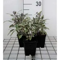 GRDplanten 6 x Salvia off. 'Tricolor' - Muschio a stella - vaso 9 x 9 cm