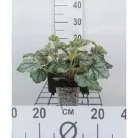 GRDplanten 6 x Heuchera hybr. 'Green Spice' - campanula viola - vaso 9 x 9 cm