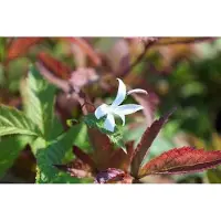 GRDplanten 6 x Gillenia trifoliata - Spirea trifogliata - vaso 9 x 9 cm