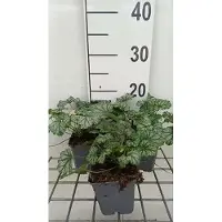 GRDplanten 6 x Heuchera hybr. 'Paris' - Campanula viola - vaso 9 x 9 cm