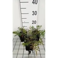 GRDplanten 6 x Sanguisorba tenuif. 'Purpurea' - Pimpinelle - vaso 9 x 9 cm