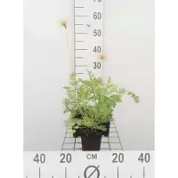 GRDplanten 6 x Pulsatilla vulg. 'Alba' - pastinaca di mucca - vaso 9 x 9 cm