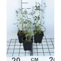 GRDplanten 6 x Phlox divar. 'Clouds of Perfume' - Fiore di fiamma - Vaso 9 x 9 cm