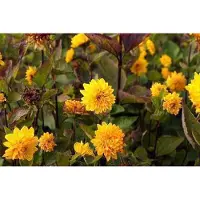 GRDplanten 6 x Helianthus decap. 'Soleil d'or' - Girasole - vaso 9 x 9 cm