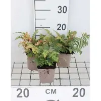 GRDplanten 6 x Dryopteris cycadina ( atrata) - Tronco di elefante - vaso 9 x 9 cm