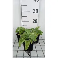 GRDplanten 6 x Salvia vert. 'Alba' - Muschio a stella - vaso 9 x 9 cm