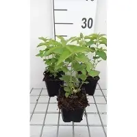 GRDplanten 6 x Monarda hybr. 'Elsie's Lavender' - Ortica indiana - vaso 9 x 9 cm