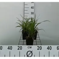 GRDplanten 6 x Carex morrowii - carice giapponese - vaso 9 x 9 cm