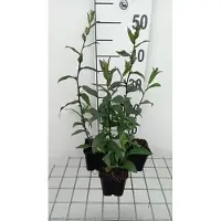 GRDplanten 6 x Eupatorium cann. 'Plenum' - Margherita d'acqua - vaso 9 x 9 cm x 9 cm