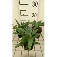 GRDplanten 6 x Gentiana dahurica - Genziana - vaso 9 x 9 cm