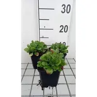 GRDplanten 6 x Gypsophila cerastioides - Gypsophila - vaso 9 x 9 cm