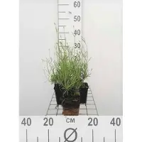 GRDplanten 6 x Lavandula int. 'Grosso' - Lavanda - vaso 9 x 9 cm