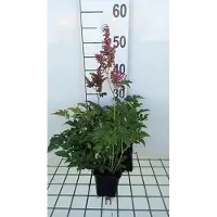 GRDplanten 6 x Astilbe (j) 'Red Sentinel' - magnifica spirea - vaso 9 x 9 cm