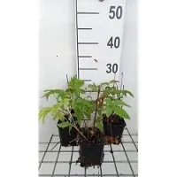GRDplanten 6 x Filipendula palm. 'Nana' - Olmaria - vaso 9 x 9 cm