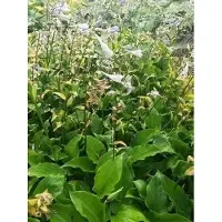 GRDplanten 6 x Hosta hybr. 'Invincible' - Hosta - vaso 9 x 9 cm x 9 cm