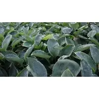 GRDplanten 6 x Hosta hybr. 'Blue Mammoth' - Hosta - vaso 9 x 9 cm