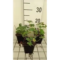 GRDplanten 6 x Geranio cant. 'Berggarten' - Storchschnabel - Topf 9 x 9 cm