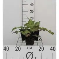 GRDplanten 6 x Persicaria ampl. 'Alba' - Nodo delle candele - vaso 9 x 9 cm