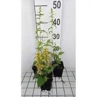 GRDplanten 6 x Solidago flex. variegata' - Verga d'oro - Vaso 9 x 9 cm