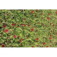 GRDplanten 6 x Knautia mac. mars Midget' - Fiore di vedova - Vaso 9 x 9 cm