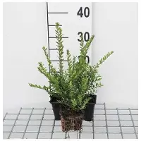 GRDplanten 12 x Lonicera nit. 'Elegant' - Mirto da siepe, sempreverde - Vaso 9 cm x 9 cm