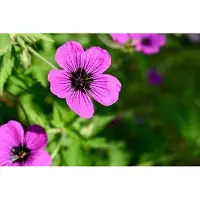 GRDplanten 6 x Geranium hybr. 'Dragon Heart' - Cranesbill- vaso 9 x 9 cm