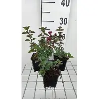 GRDplanten 6 x Origanum hybr. 'Rose dome' - Origano - vaso 9 x 9 cm